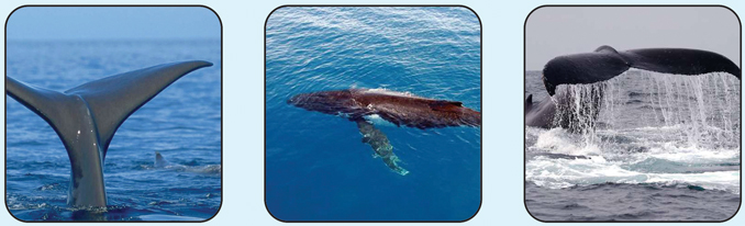 نهنگ های خلیج فارس