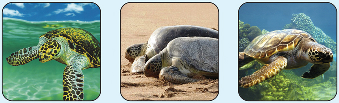 لاک‌پشت‌ها ی خلیج فارس